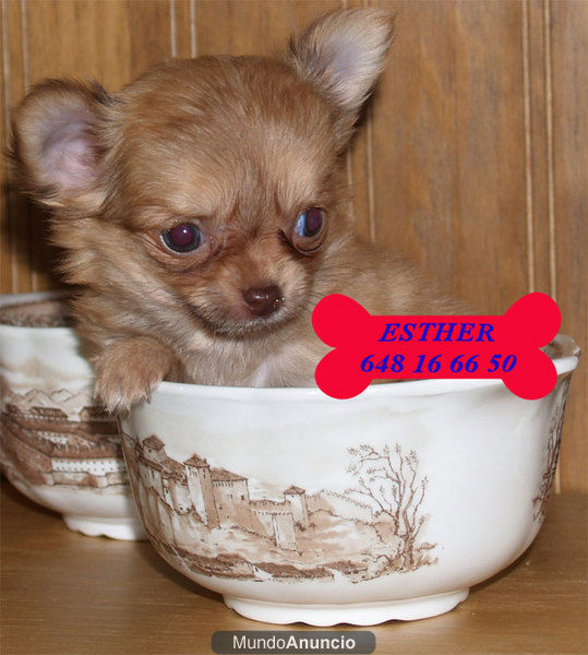 Vendo camada de Chihuahua