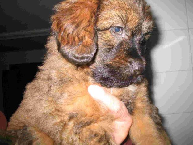 Últimos cachorros de Gos d'atura