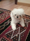 bichon maltes - mejor precio | unprecio.es