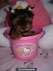 CACHORRITOS DE YORKSHIRE TERRIER TOY - mejor precio | unprecio.es