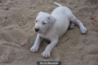 Cachorros de dogo argentino - mejor precio | unprecio.es