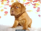 Ejemplares Dogo de Burdeos fotos reales - mejor precio | unprecio.es