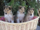 ESTUPENDOS COLLIES, PRECIOSOS 290 EUROS. - mejor precio | unprecio.es