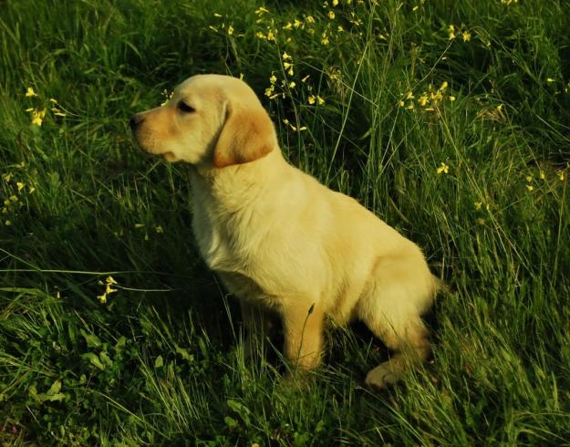 Labrador Retriever ,  de color marrón y negro disponibles para entrega , LOE