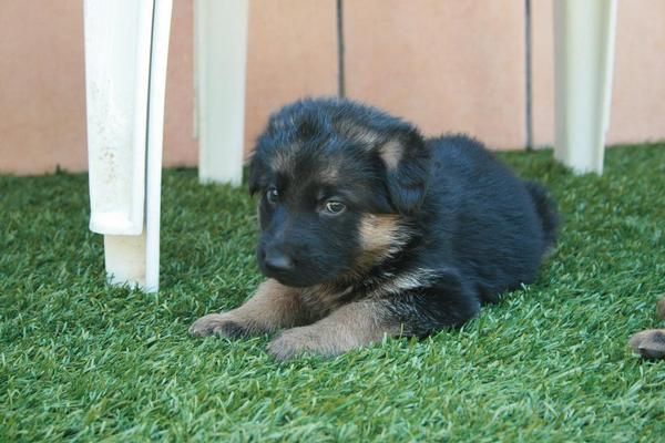 preciosos cachorros de pastor aleman.mejor ver las fotos,250