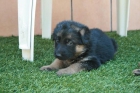 preciosos cachorros de pastor aleman.mejor ver las fotos,250 - mejor precio | unprecio.es