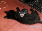 REGALO GATITOS - mejor precio | unprecio.es