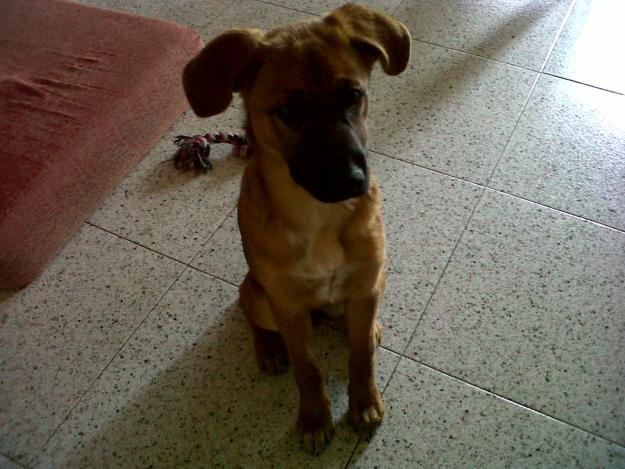 regalo perrita
