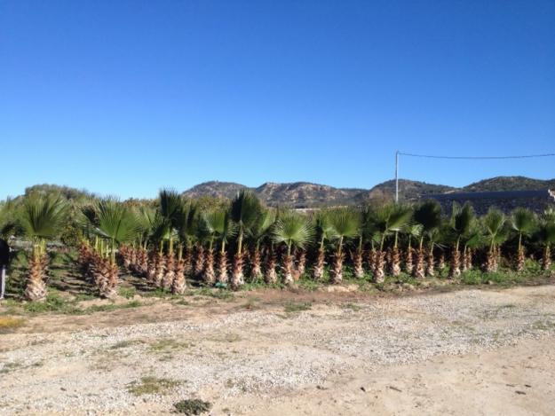 Se venden Palmeras Californianas.