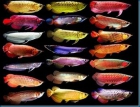Calidad superior grado AAA asiático Arowana peces de criadores genuinos - mejor precio | unprecio.es