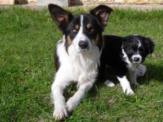 Cachorro border collie