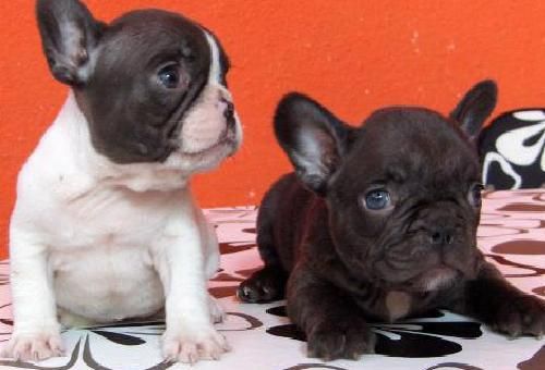 Camada de bulldog frances con pedigri rebajas 100euro
