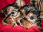 DULCES CACHORROS YORKIE PARA HOGAR AMOROSO. - mejor precio | unprecio.es