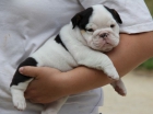 Excelente Camada Cachorros Bulldog Ingles Con Un Gran Pedigri - mejor precio | unprecio.es