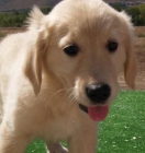 Labrador, preciosos y economicos - mejor precio | unprecio.es