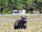Pomerania nacionales de gran calidad; criados en una ambiente natural y socializados en fa - mejor precio | unprecio.es