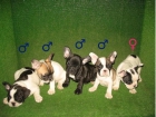 PRCIOSOS BULLDOG FRANCES VAQUITAS, 380 - mejor precio | unprecio.es