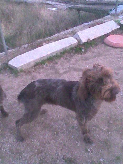 venta de cachora de drahthaar de 8 meses