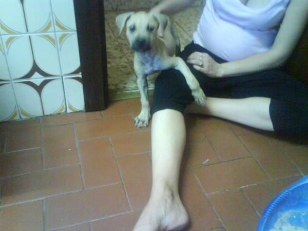 venta de cachorra de pitbull guapisima