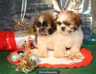 ¡shih tzu, buen precio y garantías! - mejor precio | unprecio.es