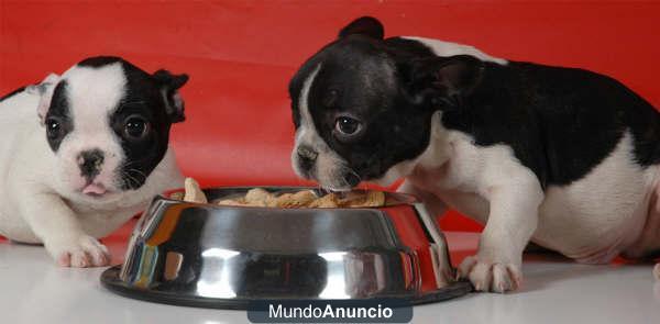 bulldog frances, tu fiel amigo