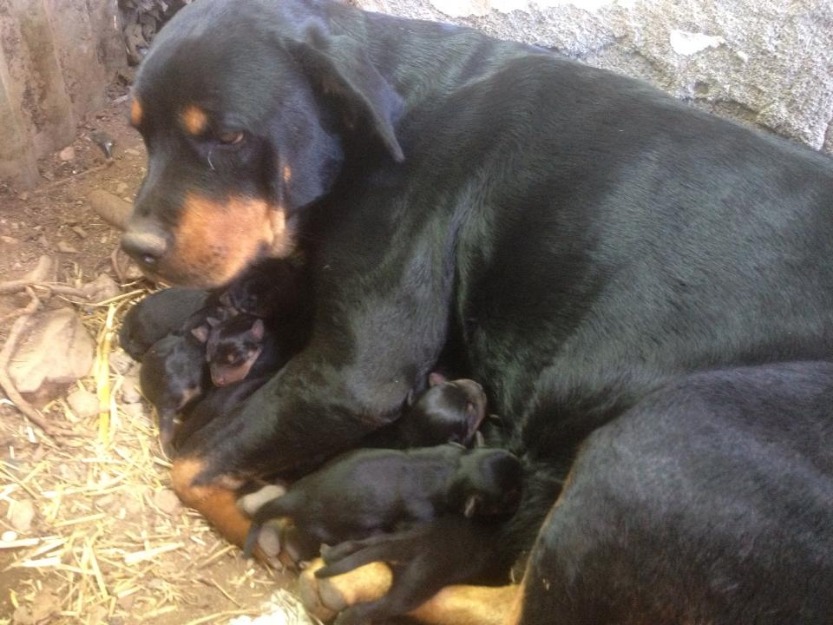 cachorros de rottweiler