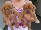 Cachorros Dogos de Burdeos - mejor precio | unprecio.es