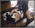 Espectaculares cachorros de Pointer Unicolores y Bicolores. - mejor precio | unprecio.es
