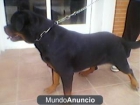 Excelente ejemplar de Rottweiler para monta - mejor precio | unprecio.es