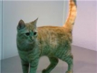 GATITA NARANJITA Y BLANCA,SUPER CARIÑOSA PARA DAR EN ADOPCIÓN.ESTERILIZADA.SE DA PARA PISO - mejor precio | unprecio.es