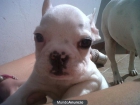 Precioso Bulldog Frances - mejor precio | unprecio.es