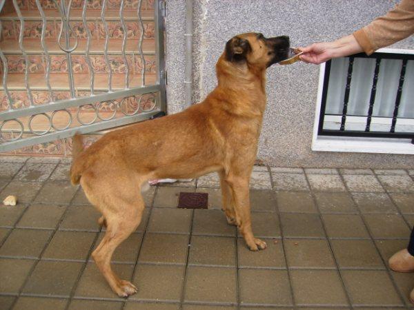 PRECIOSO CACHORRO BUSCA UN DUEÑO