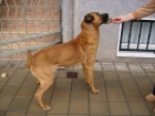 PRECIOSO CACHORRO BUSCA UN DUEÑO - mejor precio | unprecio.es