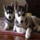 Siberian Husky Cachorros de adoptar para la Navidad. - mejor precio | unprecio.es