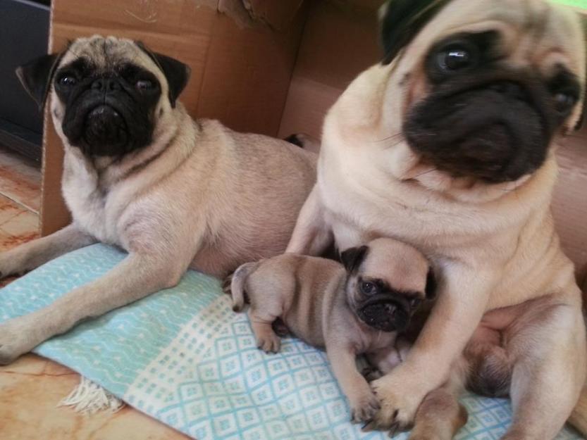 vendo perros cachorro carlino de dos meses y otro de año y medio