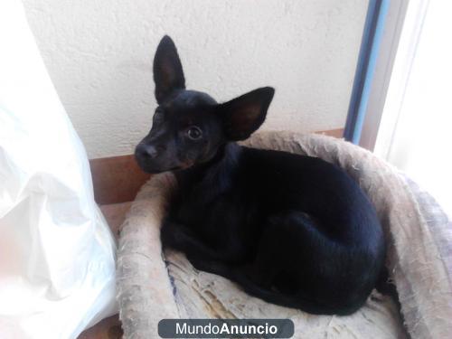 WENDY cachorra de 3 meses‏ busca un hogar