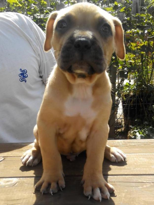 bandog