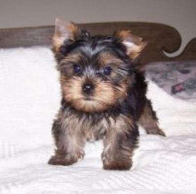bien entrenados Yorkie