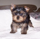 bien entrenados Yorkie - mejor precio | unprecio.es