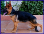Cachorra Ceppa. de Pastor Alemán. - mejor precio | unprecio.es