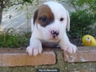 cachorros de jack russell terrier con loce - mejor precio | unprecio.es