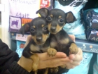 CACHORROS DE PINCHER MINIATURA, PRECIOSOS 480 EUROS - mejor precio | unprecio.es