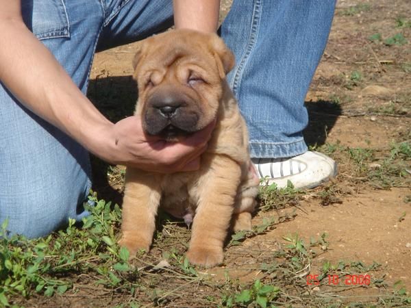 CACHORROS DE SHAR PEI 600