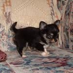 CHIHUAHUA MINI TEA CUP 150â¬