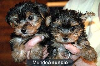 Comento que tengo una yorkshire terrier