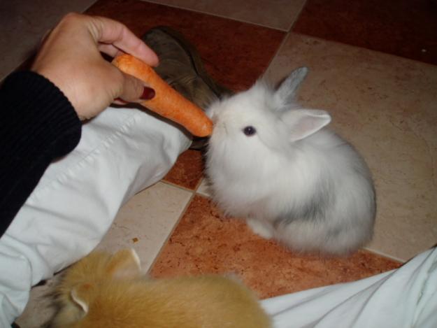 conejo de angora hembra