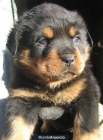Disponible excelentes cachorritas de rottweiler - mejor precio | unprecio.es