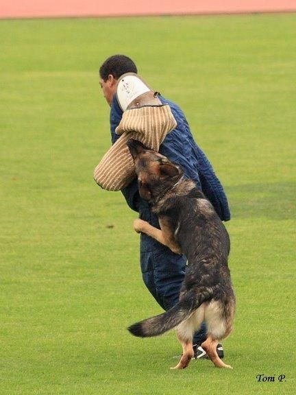 educacion y adiestramiento canino en granada