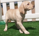 Labrador, excelentes cachorros de dos meses - mejor precio | unprecio.es