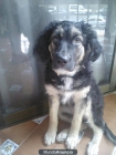 REGALO CACHORRA COCKER MUY BUENA - mejor precio | unprecio.es